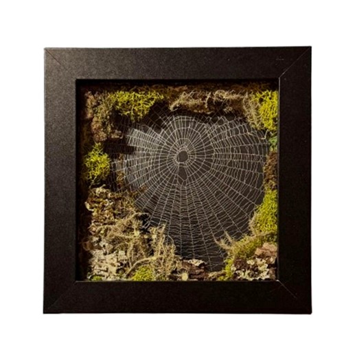 Real Spider Web Art, Moss & Lichen Shadow Box, Gothic Home Decor - Etsy