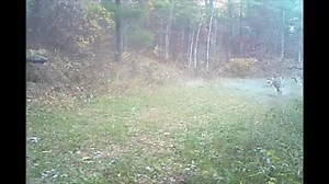 TRAIL CAM WOLVES. Alan Olander shared this awesome trail cam video of wolves with us at Howling For Wolves, near the Paul Bunyon Forest in north central Minnesota,. #LiveandLetHowl #ProtectWolves HowlingForWolves.org | Howling For Wolves