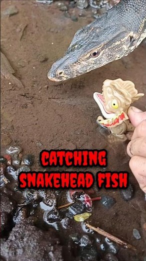 snakehead fish,snakehead fish aggressive