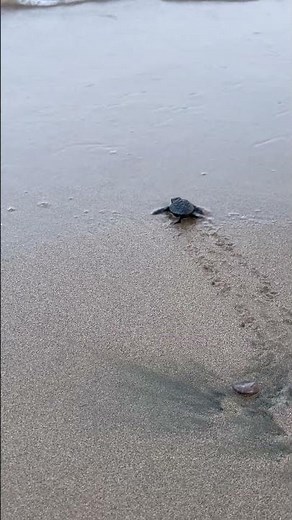 Baby Sea Turtles Race to the Ocean! 🐢