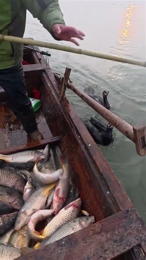 Wonder fish catching by bird.#birdfishing #fishingmethods