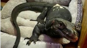 Webster police call off hunt as venemous water monitor remains at large