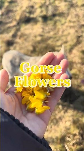 Foraging gorse flowers 🌼 How to identify, pick & make wild tea #foraging #wildfood #nature