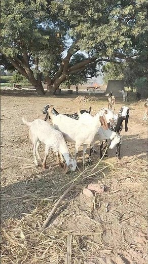 African Nubia Black Goats Raised In Captivity !