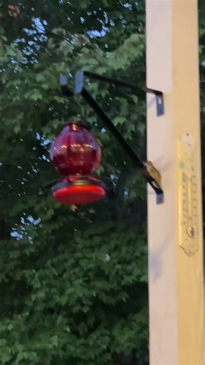 You know you’re getting older when you could watch the hummingbirds for hours 😂 | Meteorologist Mary Mays