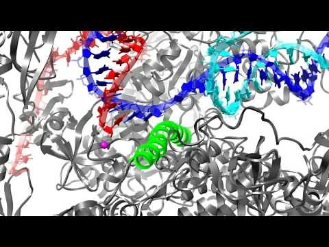 A movie of RNA Polymerase II transcription