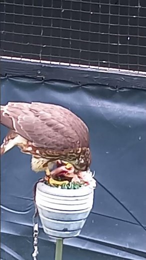 MERLIN FEEDING ON PERCH