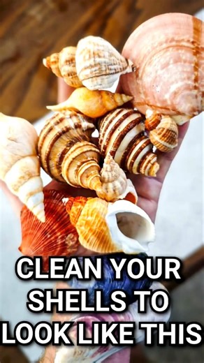 Ever wonder how to clean your shells to look like this?