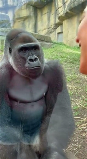 Silverback gorilla happily poses with a beautiful girl