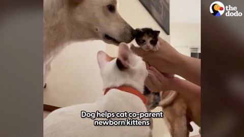 This dog's cat sister had kittens - and he's obsessed