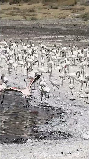 Mega-Colony of 10,000 Lesser Flamingos in Ethiopia! 🦩