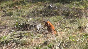 Red Fox, Forest Animal, Fur