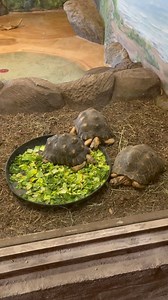 How does a firefighter know you have a turtle needing to be rescued? Alert them with Rescue Retriever’s bright strobing light. Attach the smoke detector device next to or directly on their tank or enclosure to show a first responder where the can search and rescue. Learn more and keep your tortoise or turtle protected. www.rescueretriever.com #turtle #tortoise #aquarium #reptile #lizard #beardeddragon #iguana | Rescue Retriever