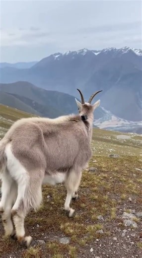 Goats POV: Relax and Watch | #goat #chill #asmr