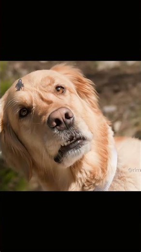 Why did she shoot that? 😭 #basketball