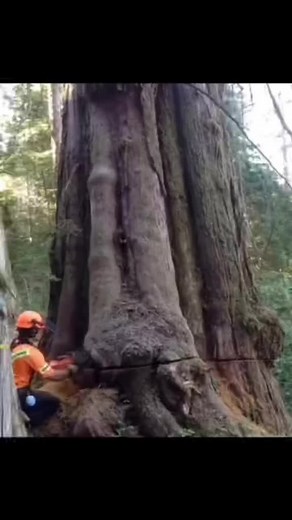 Don’t cut trees! 😡 | Evan Tan