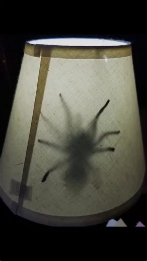 46 reactions | Spider Prank! The wife will love it! Simple how to you can do on your own! #spiders #prank #wifeprank #frankieandjohnny | Let's Be Techs | Facebook