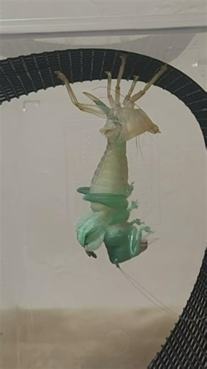 Orthoptera species: Eurymetopa #insects #america #tropical #predator