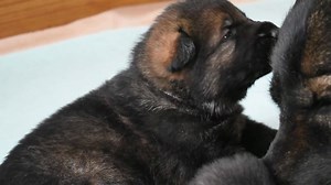 1.8K views · 16 reactions | "Mommy, you're so pretty." (chomp) Zeke x Grace - Wunderhaus K litter 2.5wks <3 | Wunderhaus DDR German Shepherds | Facebook