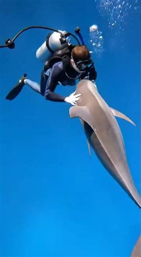 Dolphin's Playful Encounter: A Surprise Dive! #DolphinDive #OceanThrills #UnderwaterAdventure