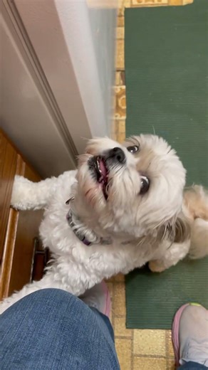 Angel eats a raspberry #cutedog