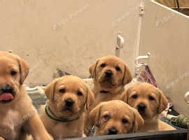 Pedigree Labradors with 6 Generation history