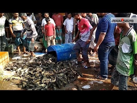 এ কেমন মাছ? || Prothom Alo News