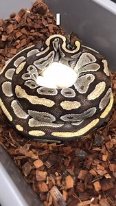 This Is Why You Check On Your Snakes EVERY Day #shorts #snakes #ballpython #ballpythons #ballpythonsofinstagram #snakebreeder | Rodents & Royals