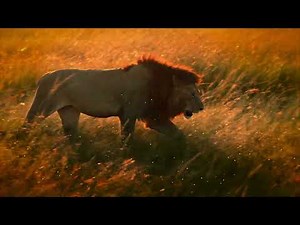 African music kit - Royalty Free Music