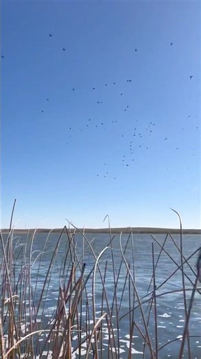 The swarm of Bluebill diver ducks #duck #migration #waterfowl #duckhunting #waterfowlhunting
