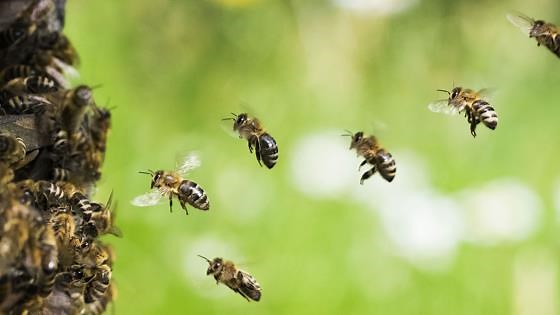 Record-Setting Honeybee Die-Off in the US Destroys 1.6 Million Colonies