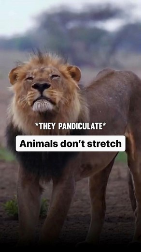 Functional Patterns on Instagram: "There are many schools of thought when it comes to our bodies mobility or joint range of motion. But if one thing is true about joint range of motion it’s that there is a max end to the range of motion our bodies and joints are capable of going into. If you go any further you end up risking the long term health of your joints and ligaments. In theory creating more mobility or flexibility isn’t the problem, with people that have stiff joints this is definitely n