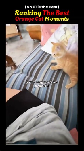 ORANGE CAT | RANKING MOMENTS #shorts #ranking