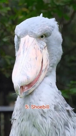 Strange bird sound That will shock you💀🫣 #birds #shorts #cat #ytshorts