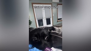 Scared Rescue Dog's Transformation