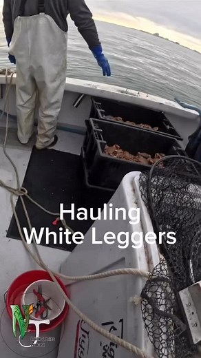 @fishin_fever_sportfishing catching white crabs for fresh blackfish bait. #fishing #saltlife #outdoors #nature #ocean #tog #crabs #bait #njfishing | The NJ Multi Species Podcast