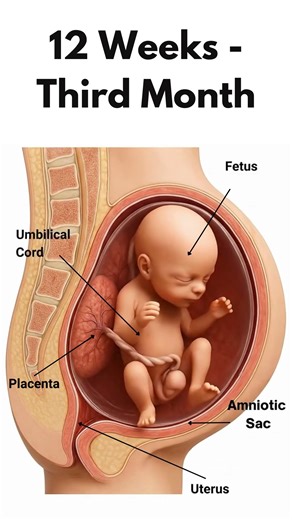 Fetus at 12 Weeks | How a Baby Looks Inside the Womb