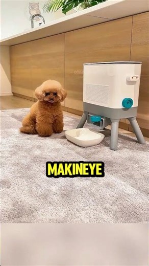 Clever Dog Hacks the Feeding Machine! 🐶💡✨