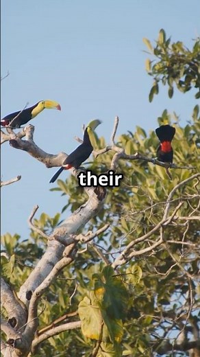 Toucans Toss Fruit to Each Other – The Surprising Social Game! #BirdIntelligence #PlayfulBirds