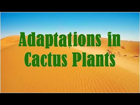 Adaptations : Cactus Plants