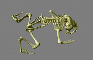 3Dプリント可能な無料の脊椎動物モデルを公開 | 3DP id.arts