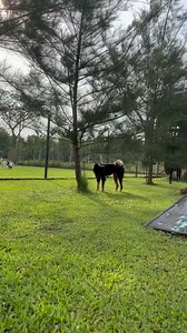 11 reactions | Sam was a senior dog with a strong independent spirit,...