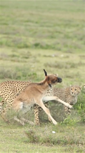 cheetah preying on deer in the wild #animals #facts #shorts #fypp #foryou