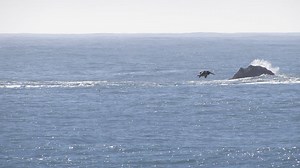 14K views · 445 reactions | I think one of the most exciting things about living in Crescent City are all the opportunities to see migrating whales. They could be seen today, looking south from Whaler Island, and were barely visible from the Endert's Beach Overlook. It seemed as if they were lingering around the rocks and buoys today. Grab your binoculars or your camera and best of luck- Tony | The Triplicate | Facebook