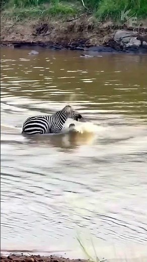 Zebra's Incredible Escape from Crocodile Attack #survival #wildlife #crocodile
