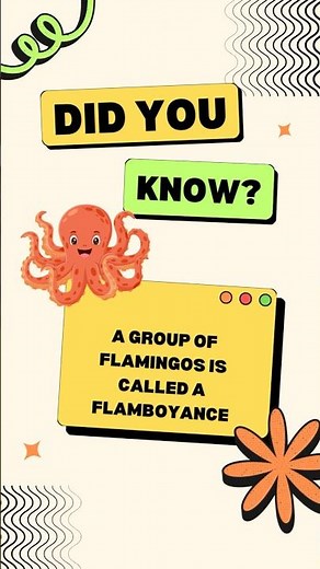 🦩 Did you know? A group of flamingos is called a flamboyance! #DidYouKnow #FunFacts #LearnOnTikTok