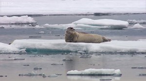 4M views · 10K reactions | Me commentary on a Seal With Big Dreams. | Ozzy Man Reviews | Facebook