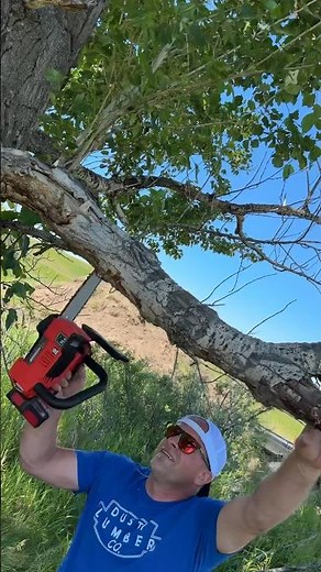 Light weight 18v Einhell chainsaw from trimming dead branches off my trees #tools