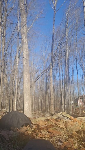 How to cut down tree with Milwaukee Chainsaw 😉 🌳👨‍⚕️ 570-851-9493 Brian, Mia, and I Making an Easy Day Out Of 2 Jobs From Wild Acres To Paupack Lake Estates Getting It Done Its Been Super Windy and Cold So it Makes It Hard To Press The Record Button On These Chilly Days But It Turned Out To Be A Nice Afternoon and My Phone Still Works Good lol | PoorBoy TreeGuy
