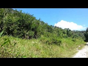 Howler Monkeys roaring in the Belize jungle